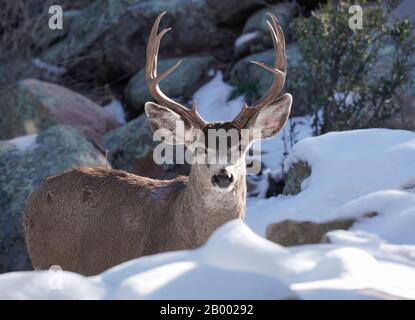 Un maestoso buck in piedi nella neve e massi guarda dritto la macchina fotografica. Foto Stock