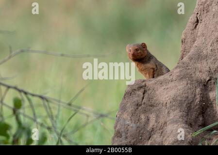 Mongoose sul belvedere dal suo tumulo termite. Parco Nazionale Di Tarangire Foto Stock