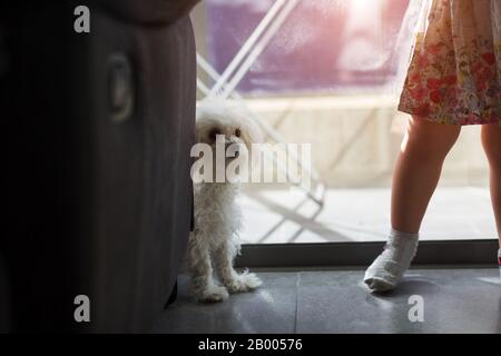 bambina con un cane a casa vicino alla finestra Foto Stock