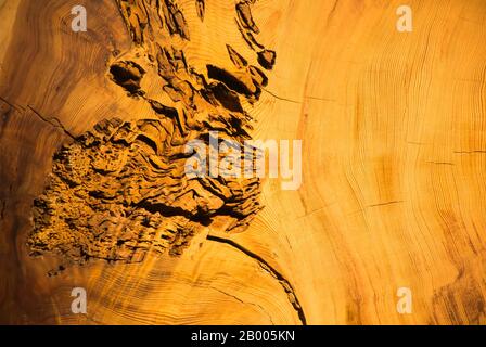 Anelli albero - una misura del tempo Foto Stock