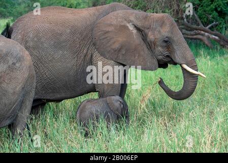 Elephant madre con vitello giovane per la sua gamba. Nel Parco Nazionale Di Tarangire Foto Stock