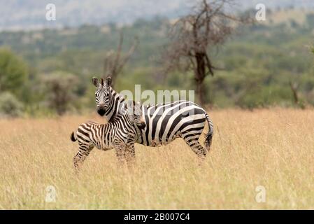 Bella madre zebre e volpe, sulle praterie del Parco Nazionale Serengeti Foto Stock