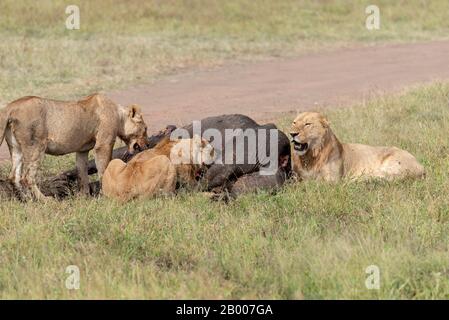 L'orgoglio del Leone si affatta su Buffalo africano Foto Stock