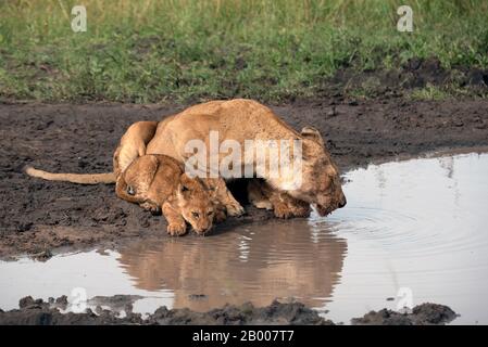 Lions del Serengeti al buco dell'acqua Foto Stock