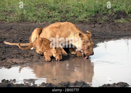 La leonessa e il suo cucciolo bevono un drink all'acqua. Foto Stock