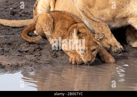 Cucciolo di leone che beve al waterhole Foto Stock