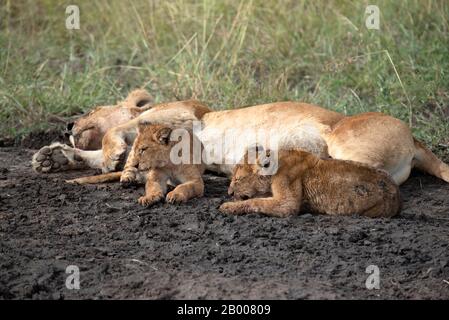 Dormendo Lioness con i suoi due cuccioli Foto Stock