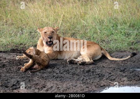 Madre e bambino Leone riposante nel fango dopo un pasto Foto Stock