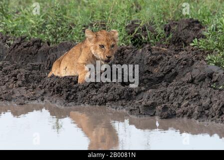 Cucciolo Lions che cammina nel fango Foto Stock