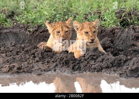 Adorabile Leone si cubs con la sua lingua poking fuori Foto Stock