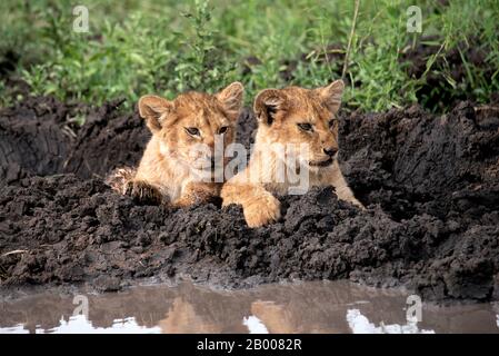 I cuccioli di leone si raffreddano nel fango Foto Stock