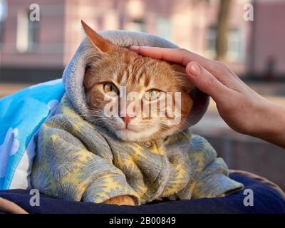 Mano femminile che accarezza un gatto rosso in coperta e tuta calda con cappuccio seduto fuori in cariage bambino e guardando la macchina fotografica in inverno freddo giorno di sole. Foto Stock
