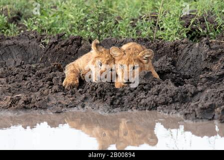 Questi cuccioli di Leone sono troppo carini Foto Stock