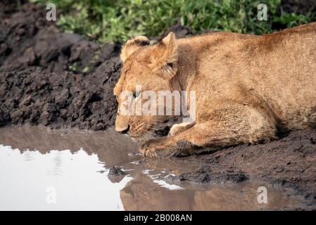 I Lions riposano nel fango fresco del Serengeti NP Foto Stock
