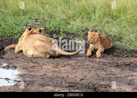 Cheeky Lion cub giocare con la coda della mamma Foto Stock