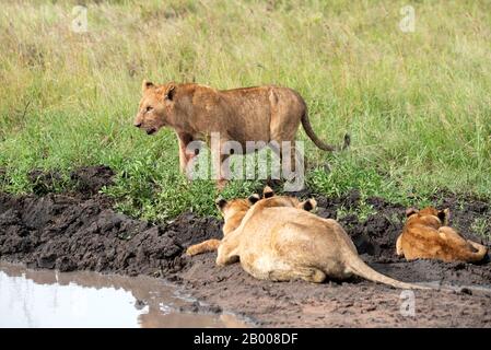 Lions madre e bambino che arrivano per un lavaggio nel Parco Nazionale del Serengeti Foto Stock