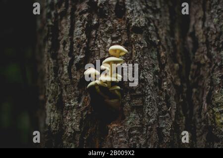 I funghi che crescono di un albero Foto Stock