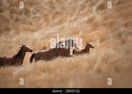 Cavalli selvatici Kaimanawa che corrono con manie volanti sulla prateria dorata di tussock Foto Stock