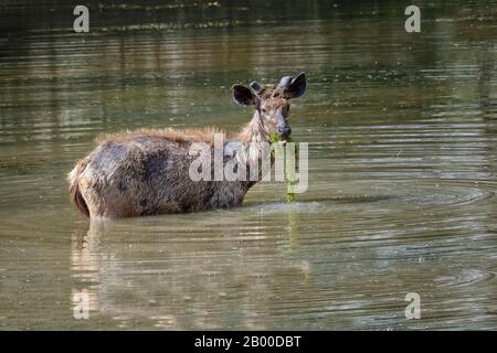 Sambar cervi (Rusa unicolor), alimentazione femminile in acqua, Parco Nazionale Ranthambhore, Rajasthan, India Foto Stock