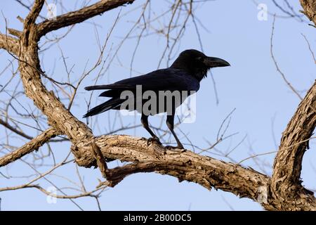 Crow (Corvus Macrorhynchos), Parco Nazionale Di Ranthambhore, Rajasthan, India Foto Stock