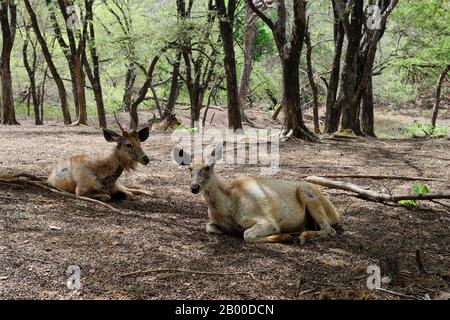 Sambar cervi (Rusa unicolor), coppia animale che riposa a terra, Parco Nazionale Ranthambhore, Rajasthan, India Foto Stock