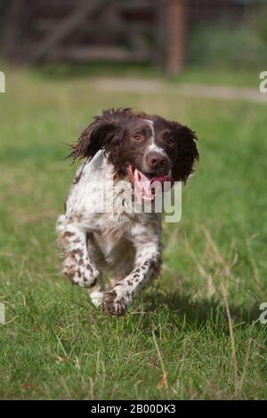 Inglese springer spaniel cane correre attraverso un prato, Suffolk, Inghilterra, Regno Unito Foto Stock