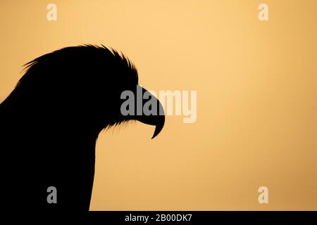 Aquila reale (Aquila Crisaetos), adulto, ritratto animale, silhouette al tramonto, Scozia, Regno Unito Foto Stock