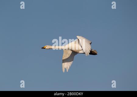 Whooper Swan (Cygnus cygnus), uccello adulto in volo, Cambridgeshire, Inghilterra, Regno Unito Foto Stock