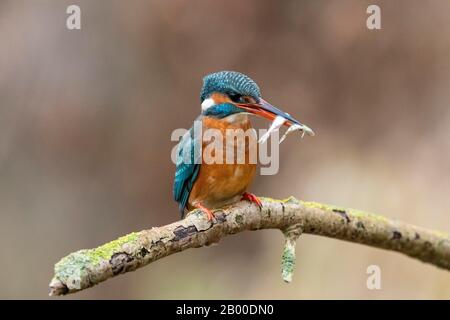 Martin pescatore comune (Alcedo atthis), femmina con due pesci, Assia, Germania Foto Stock