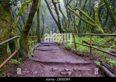 Percorso forestale nella foresta di alloro, Laguna Grande, Parco Nazionale di Garajonay, la Gomera, Isole Canarie, Spagna Foto Stock