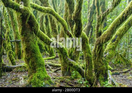 Alberi coperti di muschio nella foresta di nubi, Parco Nazionale di Garajonay, la Gomera, Isole Canarie, Spagna Foto Stock