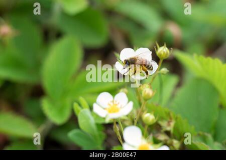 Ape su fragole primavera fioritura. Ape raccoglie polline fragola fiori fiorisce a letto su fattoria biologica. Foto Stock