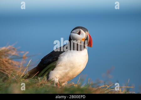 Puffin (Fratercola arctica), in piedi nell'erba, uccello roccia Latrabjarg, West Fjords, Islanda Foto Stock