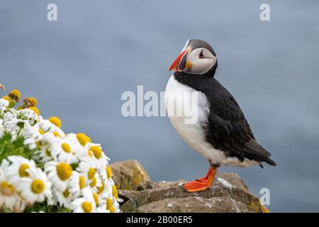 Puffin (Fratercola arctica), in piedi su rocce, uccelli rocce Latrabjarg, Westfjords, Islanda Foto Stock