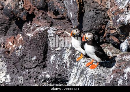 Due Puffin (Fratercula arctica), che si erge su un affioramento roccioso, il Parco Nazionale di Snaefellsjoekull, la Penisola di Snaefellsnes, Vesturland, Islanda Foto Stock