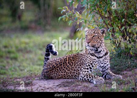 Leopardo (Panthera pardus), femmina, ritratto animale, Masai Mara riserva di gioco, Kenya Foto Stock