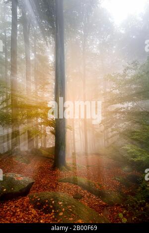 Mare di roccia mattina nebbia, foresta, rocce, Lautertal, Odenwald, Hesse, Germania Foto Stock