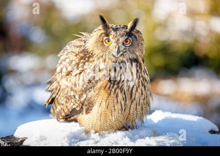 Gufo-aquila eurasiatica (Bubo bubo), Captive, Foresta Bavarese, Baviera, Germania Foto Stock