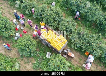 (200218) -- NANNING, 18 febbraio 2020 (Xinhua) -- Foto aerea scattata il 17 febbraio 2020 mostra i coltivatori di frutta che raccolgono frutta al villaggio di Pingdeng nel distretto di Wuming di Nanning City, nella regione autonoma Guangxi Zhuang della Cina meridionale. Il distretto di Wuming di Nanning City ha aperto un 'passaggio verde' per aiutare i prodotti agricoli locali ad entrare nel mercato. Ha inoltre lanciato politiche preferenziali per attirare imprenditori provenienti da altre aree della Cina per aumentare il reddito degli agricoltori locali, combattendo contro la nuova epidemia di coronavirus. (Xinhua/Lu Boan) Foto Stock