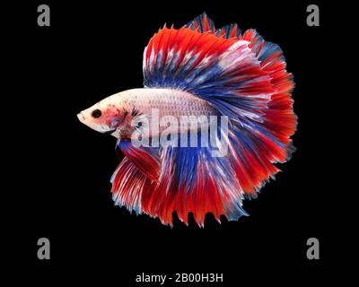 Bellissimo pesce bianco Thai lotta nuoto con pinne lunghe e rosso blu colorato coda lunga gene. Lotta pesce isolato su sfondo nero. Foto Stock