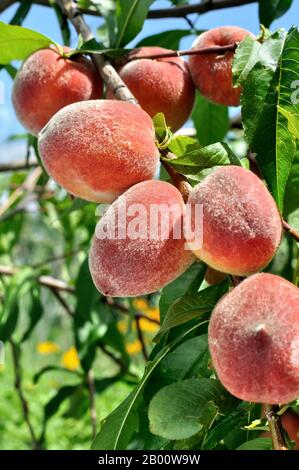 closeup di pesche crescenti su un albero nel frutteto, composizione verticale Foto Stock