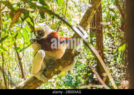 Il sifaka di Coquerel (Propithecus coquereli) lemur seduto negli alberi Foto Stock