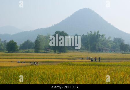 Thailandia: Tai Dam contadini che raccolgono riso, Ban Na Pa Nat Tai Dam Villaggio Culturale, Provincia di Loei. La Diga di Tai o Tai Nero sono un gruppo etnico che si trova in alcune parti del Laos, Vietnam, Cina e Thailandia. I parlanti di Tai Dam in Cina sono classificati come parte della nazionalità dai insieme a quasi tutti gli altri popoli Tai. Ma in Vietnam loro viene data la propria nazionalità (con il Tai Bianco), dove sono classificati come la nazionalità Thái (che significa popolo Tai). La diga di Tai ha origine dalle vicinanze di Dien Bien Phu in Vietnam. Foto Stock