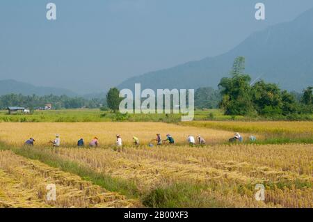 Thailandia: Tai Dam contadini che raccolgono riso, Ban Na Pa Nat Tai Dam Villaggio Culturale, Provincia di Loei. La Diga di Tai o Tai Nero sono un gruppo etnico che si trova in alcune parti del Laos, Vietnam, Cina e Thailandia. I parlanti di Tai Dam in Cina sono classificati come parte della nazionalità dai insieme a quasi tutti gli altri popoli Tai. Ma in Vietnam loro viene data la propria nazionalità (con il Tai Bianco), dove sono classificati come la nazionalità Thái (che significa popolo Tai). La diga di Tai ha origine dalle vicinanze di Dien Bien Phu in Vietnam. Foto Stock