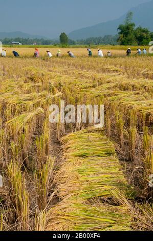 Thailandia: Tai Dam contadini che raccolgono riso, Ban Na Pa Nat Tai Dam Villaggio Culturale, Provincia di Loei. La Diga di Tai o Tai Nero sono un gruppo etnico che si trova in alcune parti del Laos, Vietnam, Cina e Thailandia. I parlanti di Tai Dam in Cina sono classificati come parte della nazionalità dai insieme a quasi tutti gli altri popoli Tai. Ma in Vietnam loro viene data la propria nazionalità (con il Tai Bianco), dove sono classificati come la nazionalità Thái (che significa popolo Tai). La diga di Tai ha origine dalle vicinanze di Dien Bien Phu in Vietnam. Foto Stock