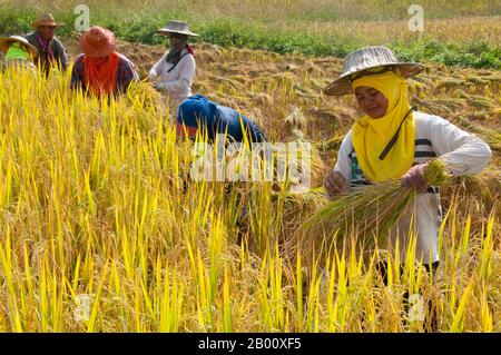 Thailandia: Tai Dam contadini che raccolgono riso, Ban Na Pa Nat Tai Dam Villaggio Culturale, Provincia di Loei. La Diga di Tai o Tai Nero sono un gruppo etnico che si trova in alcune parti del Laos, Vietnam, Cina e Thailandia. I parlanti di Tai Dam in Cina sono classificati come parte della nazionalità dai insieme a quasi tutti gli altri popoli Tai. Ma in Vietnam loro viene data la propria nazionalità (con il Tai Bianco), dove sono classificati come la nazionalità Thái (che significa popolo Tai). La diga di Tai ha origine dalle vicinanze di Dien Bien Phu in Vietnam. Foto Stock