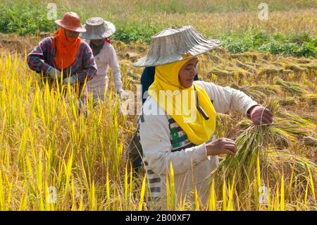 Thailandia: Tai Dam contadini che raccolgono riso, Ban Na Pa Nat Tai Dam Villaggio Culturale, Provincia di Loei. La Diga di Tai o Tai Nero sono un gruppo etnico che si trova in alcune parti del Laos, Vietnam, Cina e Thailandia. I parlanti di Tai Dam in Cina sono classificati come parte della nazionalità dai insieme a quasi tutti gli altri popoli Tai. Ma in Vietnam loro viene data la propria nazionalità (con il Tai Bianco), dove sono classificati come la nazionalità Thái (che significa popolo Tai). La diga di Tai ha origine dalle vicinanze di Dien Bien Phu in Vietnam. Foto Stock