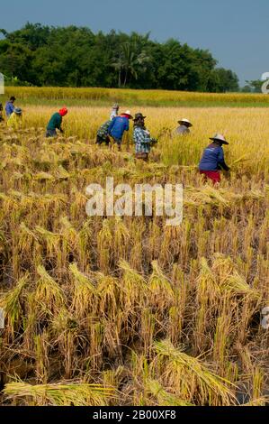 Thailandia: Tai Dam contadini che raccolgono riso, Ban Na Pa Nat Tai Dam Villaggio Culturale, Provincia di Loei. La Diga di Tai o Tai Nero sono un gruppo etnico che si trova in alcune parti del Laos, Vietnam, Cina e Thailandia. I parlanti di Tai Dam in Cina sono classificati come parte della nazionalità dai insieme a quasi tutti gli altri popoli Tai. Ma in Vietnam loro viene data la propria nazionalità (con il Tai Bianco), dove sono classificati come la nazionalità Thái (che significa popolo Tai). La diga di Tai ha origine dalle vicinanze di Dien Bien Phu in Vietnam. Foto Stock