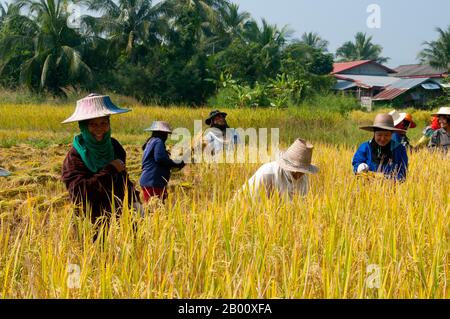 Thailandia: Tai Dam contadini che raccolgono riso, Ban Na Pa Nat Tai Dam Villaggio Culturale, Provincia di Loei. La Diga di Tai o Tai Nero sono un gruppo etnico che si trova in alcune parti del Laos, Vietnam, Cina e Thailandia. I parlanti di Tai Dam in Cina sono classificati come parte della nazionalità dai insieme a quasi tutti gli altri popoli Tai. Ma in Vietnam loro viene data la propria nazionalità (con il Tai Bianco), dove sono classificati come la nazionalità Thái (che significa popolo Tai). La diga di Tai ha origine dalle vicinanze di Dien Bien Phu in Vietnam. Foto Stock