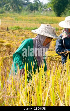 Thailandia: Tai Dam contadini che raccolgono riso, Ban Na Pa Nat Tai Dam Villaggio Culturale, Provincia di Loei. La Diga di Tai o Tai Nero sono un gruppo etnico che si trova in alcune parti del Laos, Vietnam, Cina e Thailandia. I parlanti di Tai Dam in Cina sono classificati come parte della nazionalità dai insieme a quasi tutti gli altri popoli Tai. Ma in Vietnam loro viene data la propria nazionalità (con il Tai Bianco), dove sono classificati come la nazionalità Thái (che significa popolo Tai). La diga di Tai ha origine dalle vicinanze di Dien Bien Phu in Vietnam. Foto Stock